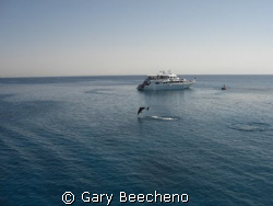 A dolphin came jumping past, splash... splash... splash. ... by Gary Beecheno 